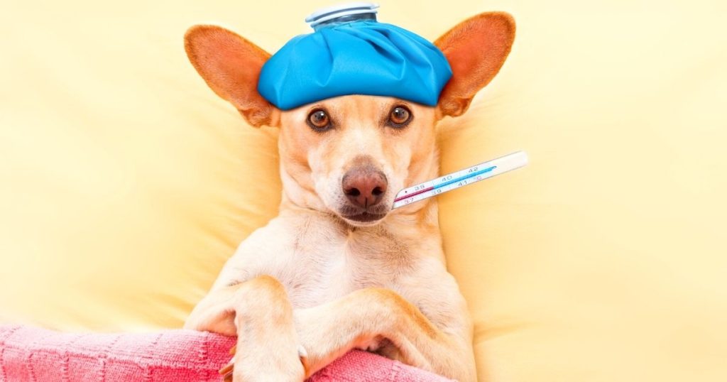 a dog with an ice pack and thermometer