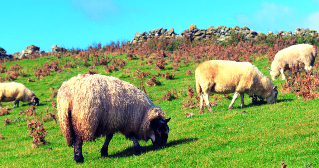 Irish sheep farm for farming jobs abroad