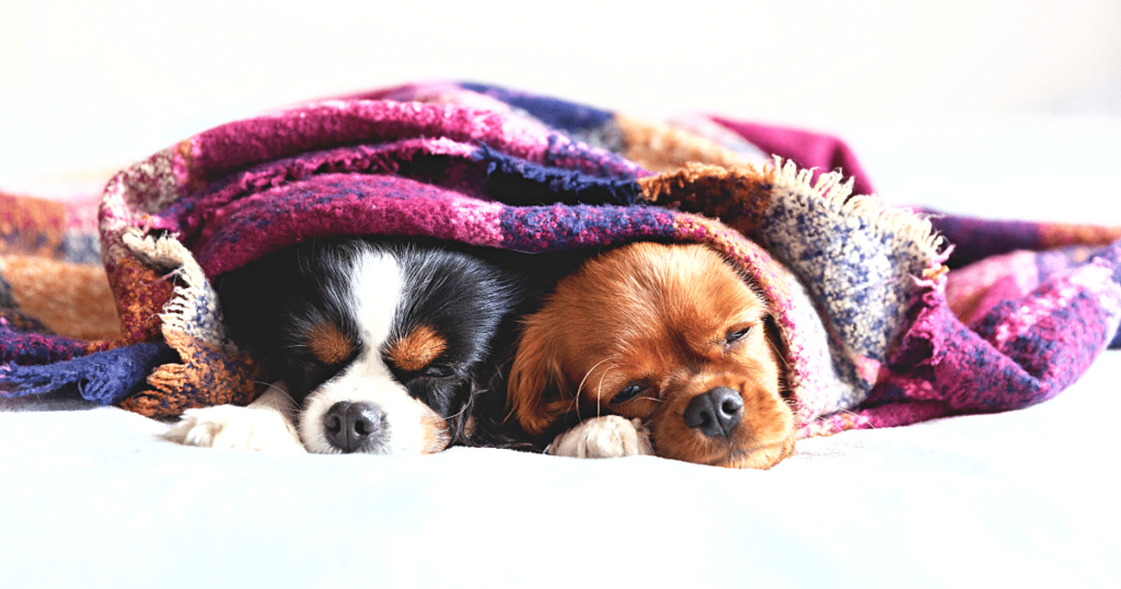 Two dogs under a cozy blanket